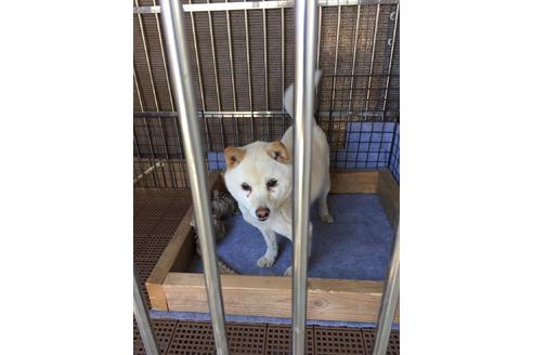 販売中の豆柴の親犬