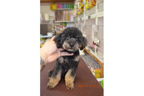 販売中のティーカッププードルの親犬