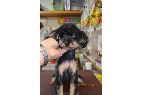 販売中のティーカッププードルの親犬