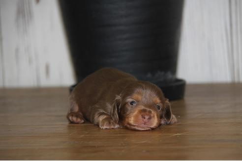 カニンヘンダックスフンドの子犬を探す ブリーダーナビ