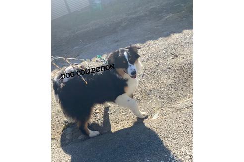 販売中のオーストラリアンシェパードの親犬