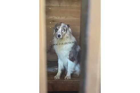 販売中のオーストラリアンシェパードの親犬