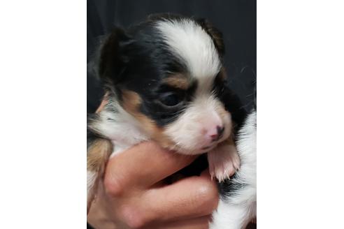 30万円以下のミックス犬の子犬を探す ブリーダーナビ