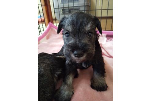 宮崎県でミニチュアシュナウザーの子犬を探す ブリーダーナビ