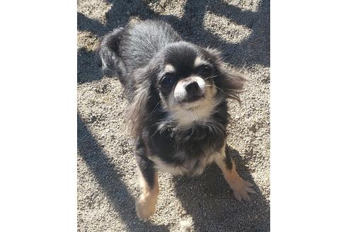 販売中のミックス犬の母親
