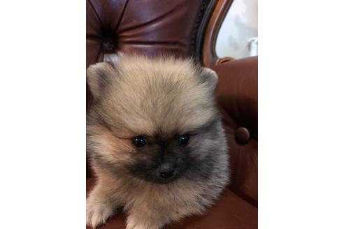 神奈川県でポメラニアンの子犬を探す ブリーダーナビ 神奈川県でポメラニアンの子犬を探す ブリーダーナビ