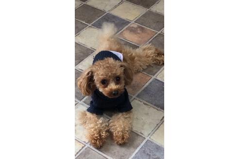 販売中のティーカッププードルの親犬
