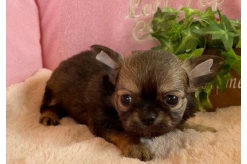 山形県でチワワの子犬を探す ブリーダーナビ 山形県でチワワの子犬を探す ブリーダーナビ