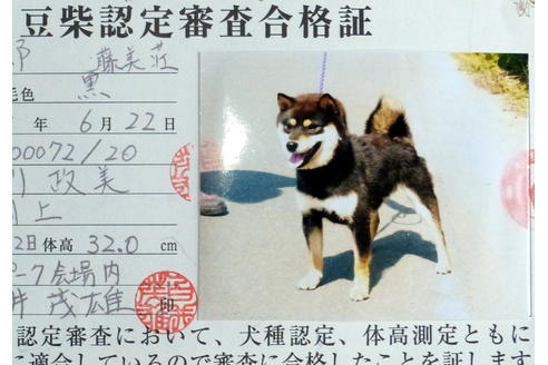 販売中の豆柴の親犬