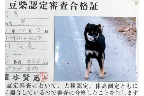販売中の豆柴の親犬