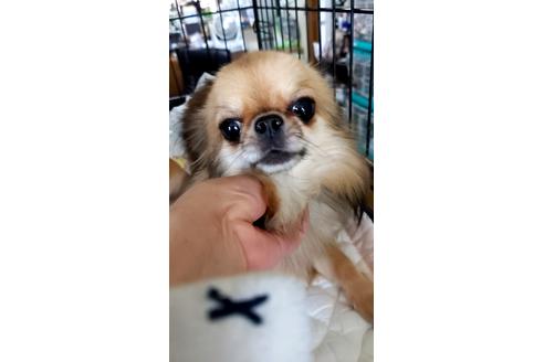 販売中のチワワ(ロングコート)の親犬