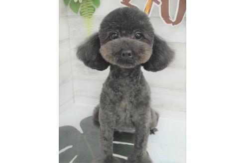 販売中のトイプードルの親犬