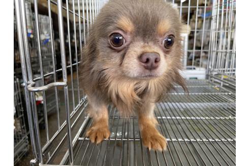 販売中のチワワ(ロングコート)の親犬