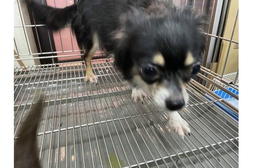 販売中のチワワ(ロングコート)の親犬