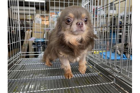 販売中のチワワ(ロングコート)の親犬