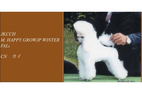 販売中のトイプードルの親犬