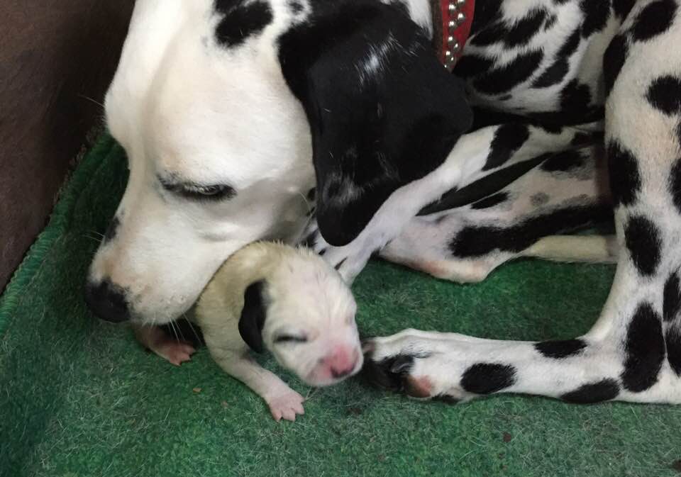 兼松ブリーダー