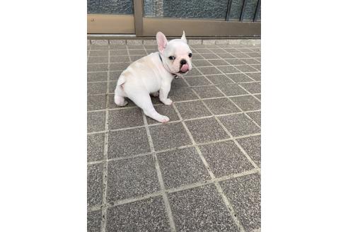 田中鈴花ブリーダーの詳細
