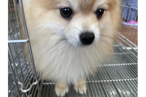 販売中のポメラニアンの親犬