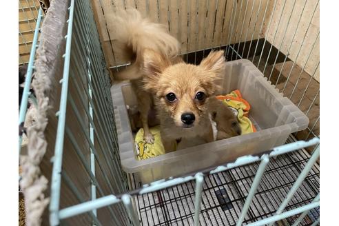 販売中のポメラニアンの親犬