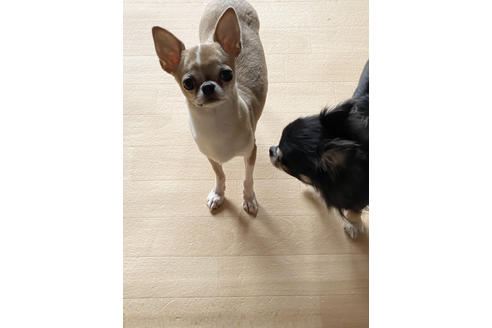 販売中のチワワ(スムースコート)の親犬