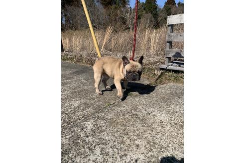販売中のフレンチブルドッグの親犬