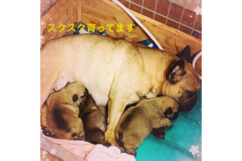 販売中のフレンチブルドッグの親犬