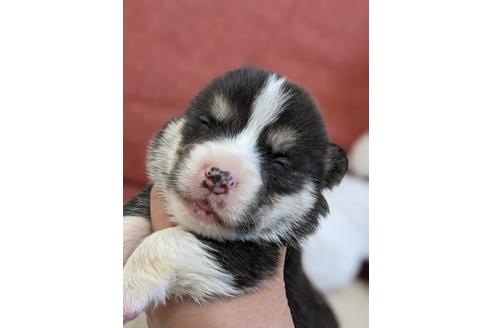 ウェルシュコーギーペンブロークの子犬を探す ブリーダーナビ ウェルシュコーギーペンブロークの子犬を探す ブリーダーナビ