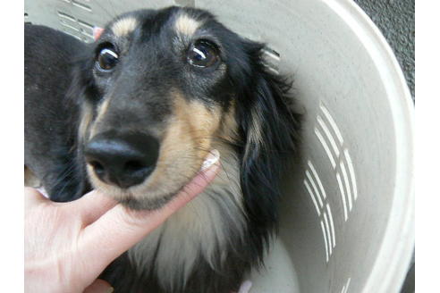 販売中のカニンヘンダックスフンド(ロングヘアード)の親犬