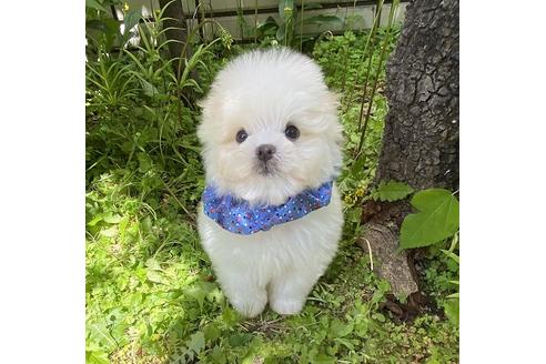 東京都でミックス犬の子犬を探す ブリーダーナビ