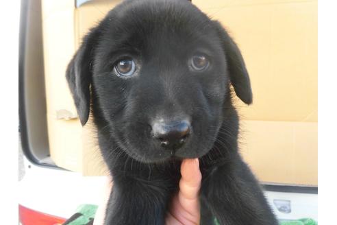 ラブラドールレトリーバーの子犬を探す ブリーダーナビ