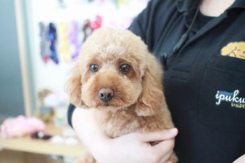 販売中のティーカッププードルの親犬
