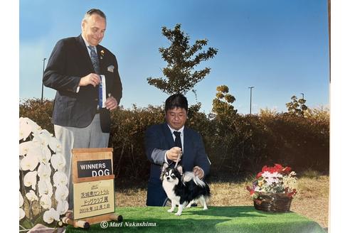 販売中のチワワ(ロングコート)の親犬