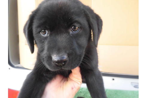 ラブラドールレトリーバーでブラック 黒 の子犬を探す ブリーダーナビ