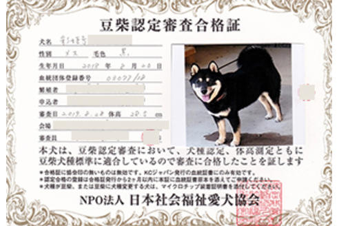 販売中の豆柴の親犬