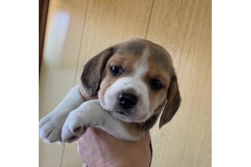 ビーグルの子犬を探す ブリーダーナビ ビーグルの子犬を探す ブリーダーナビ