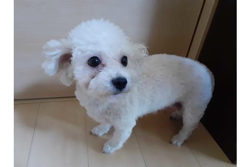 販売中のボロニーズの親犬