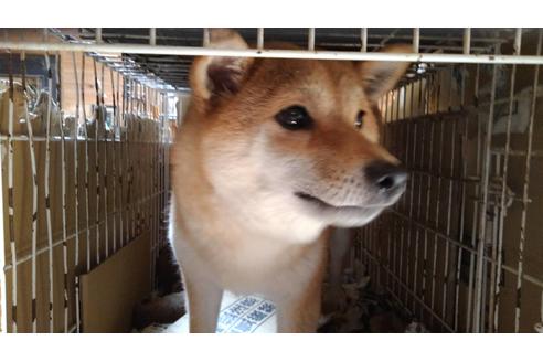 販売中の柴犬の親犬