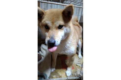 販売中の柴犬の親犬