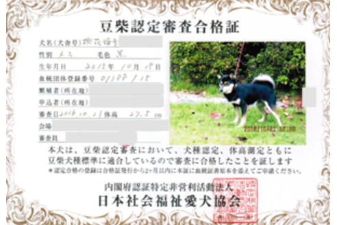 販売中の豆柴の親犬