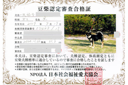 販売中の豆柴の親犬