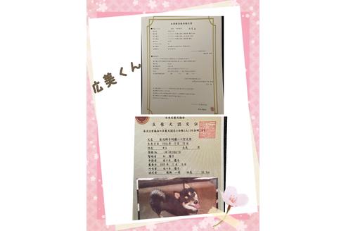 販売中の豆柴の親犬