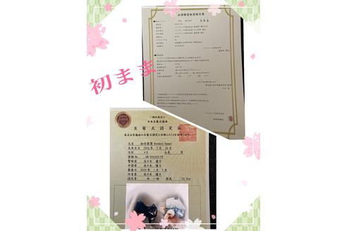 販売中の豆柴の親犬