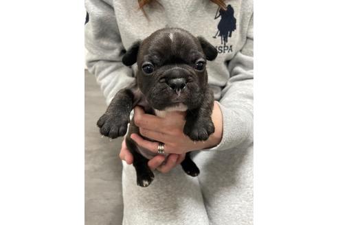 兵庫県でフレンチブルドッグの子犬を探す ブリーダーナビ