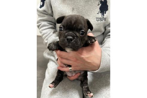 兵庫県でフレンチブルドッグの子犬を探す ブリーダーナビ