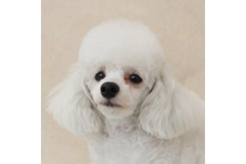 販売中のトイプードルの親犬