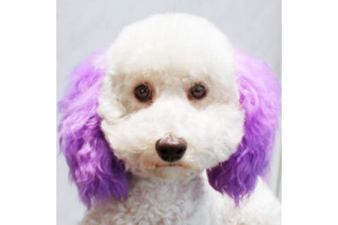 販売中のトイプードルの親犬
