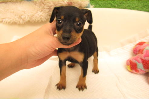 ミニチュアピンシャーの子犬を探す ブリーダーナビ ミニチュアピンシャーの子犬を探す ブリーダーナビ