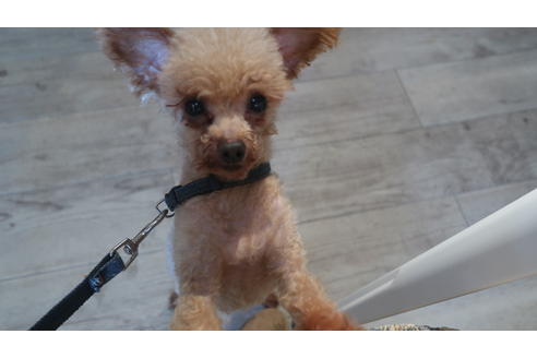 販売中のトイプードルの親犬