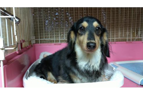販売中のミニチュアダックスフンド(ロングヘアード)の親犬
